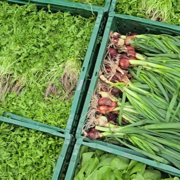 Frühlingszwiebeln mit roten Knollen und frische Kräuter in grünen Kisten